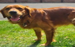 Golden Retriever dogs for sale: Golden Retriever puppies ready to leave us now - Image 6