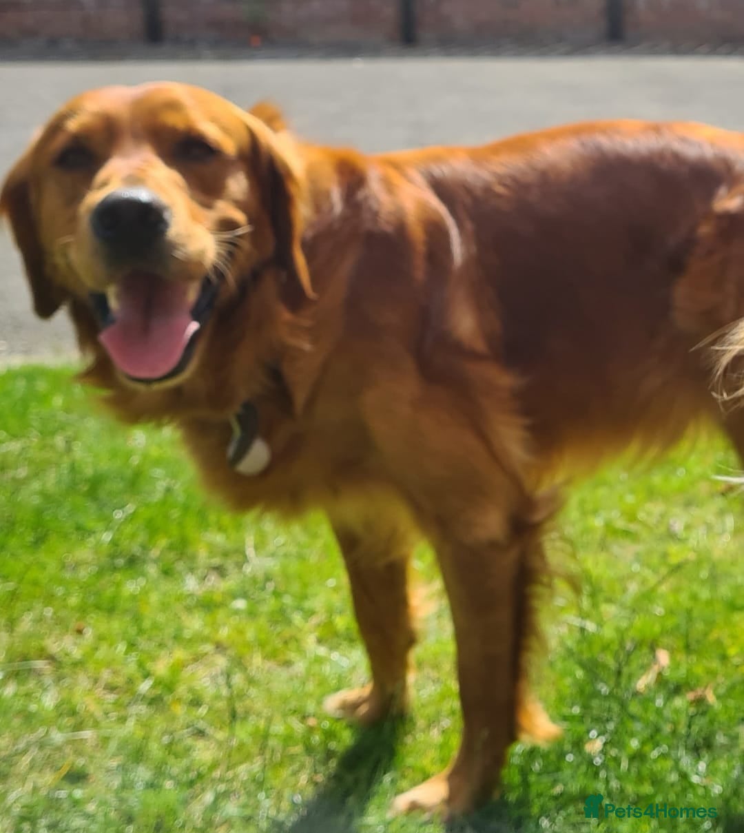 Golden Retriever dogs for sale: Golden Retriever puppies ready to leave us now - Image 6