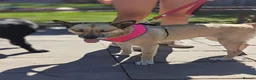 Mixed Breed dogs for adoption: ❤️TERRA❤️ – THE GIRL YOU WILL FALL IN LOVE in Oxford - Advert 3