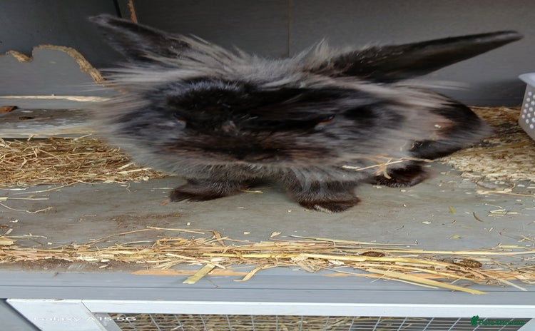 Lionhead rabbits - Advert 5