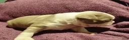Boston Terrier dogs for sale: 5*Stunning Lilac Kc Boston Terrier boy - Advert 4