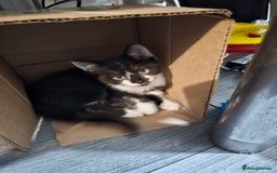 Mixed Breed cats for sale: 2 beautiful Maine Coon mix kittens  - Image 8