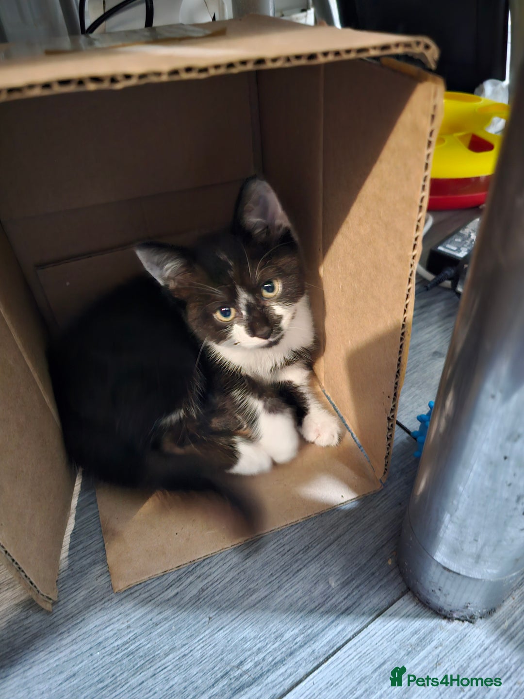 Mixed Breed cats for sale: 2 beautiful Maine Coon mix kittens  - Image 8