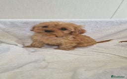 Cavapoo dogs for sale: Beautiful cavapoo fur babies  - Image 7