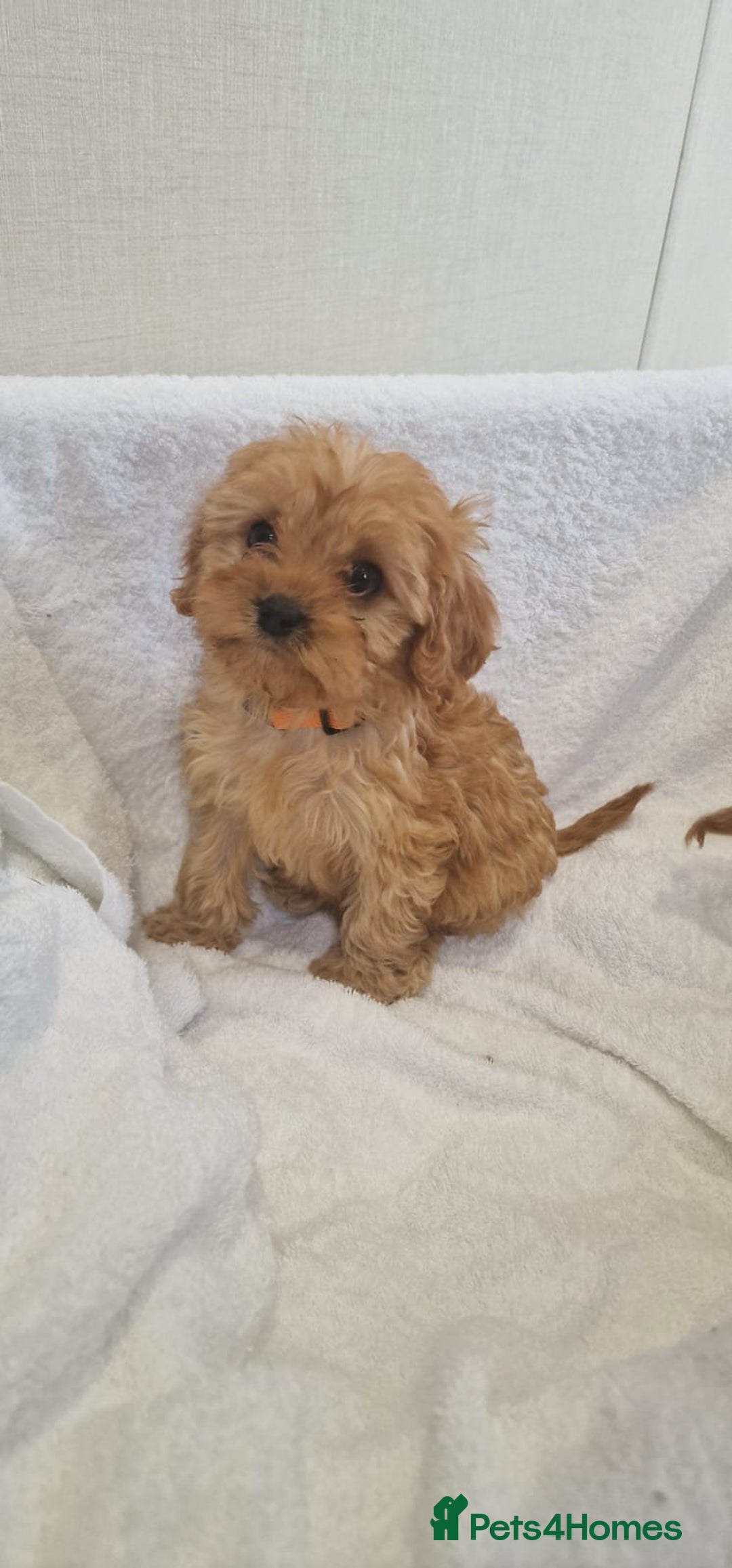 Cavapoo dogs for sale: Beautiful cavapoo fur babies  - Image 7