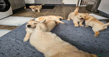 Golden Retriever dogs - Advert 11