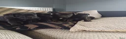 Patterdale Terrier dogs for sale: Stunning patterdale terriers  - Advert 10