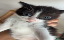Mixed Breed cats for sale: Two female mixed kittens for sale - Image 9