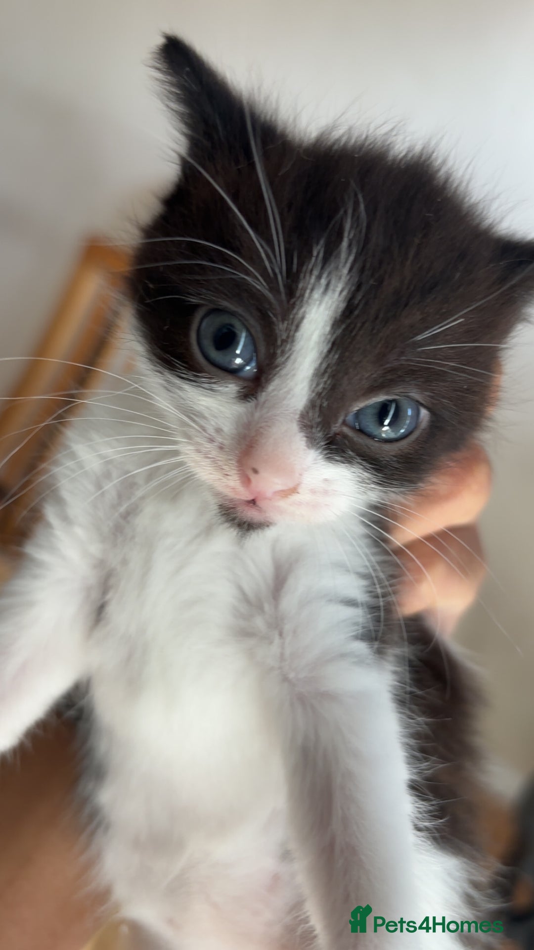 Mixed Breed cats for sale: Two female mixed kittens for sale - Image 9
