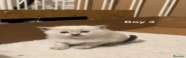 Ragdoll Kitten - BOY 3