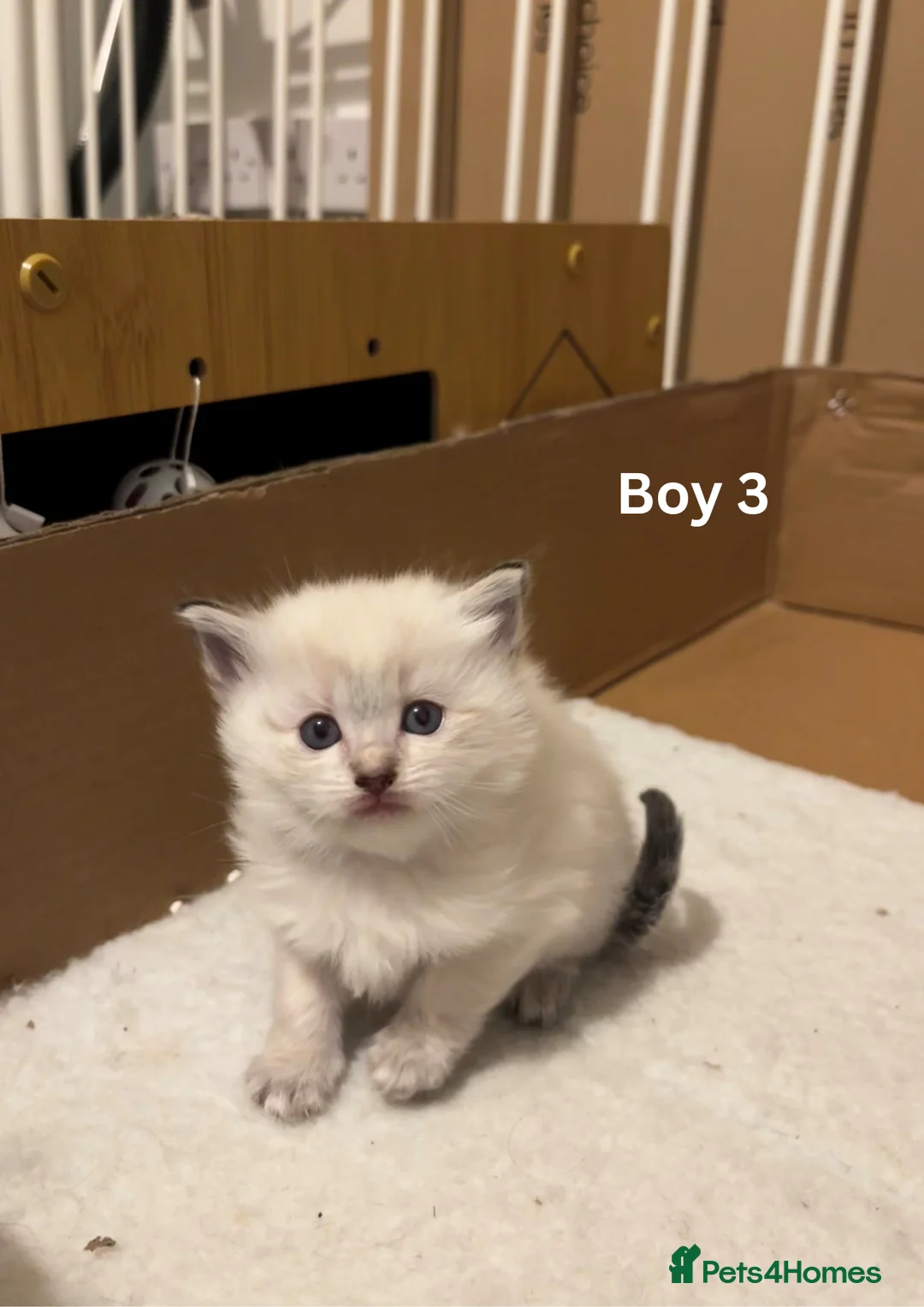Ragdoll cats for sale: ✨Ragdoll Kittens for Sale - Advert 4