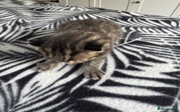Mixed Breed cats for sale: kittens for sale!  - Image 10