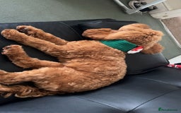 Cockapoo dogs for stud: 1 year old cockapoo for stud - Image 5