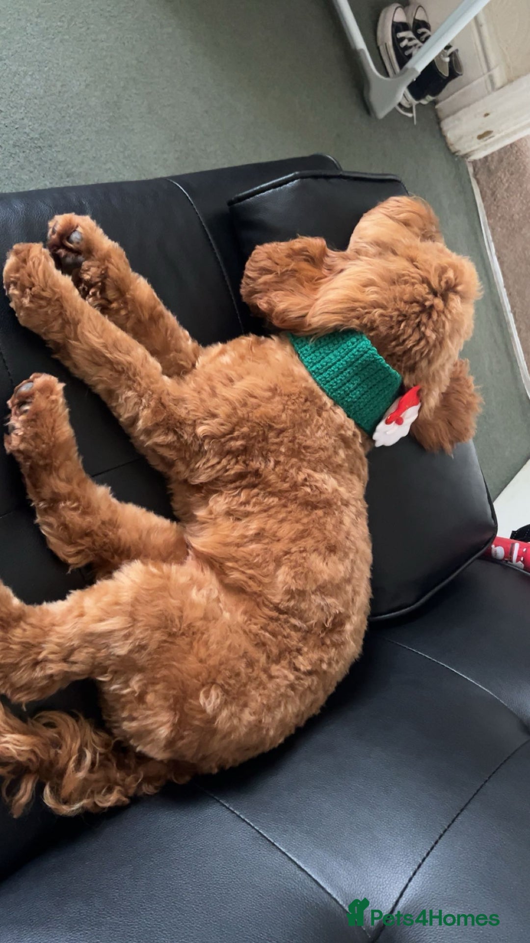Cockapoo dogs for stud: 1 year old cockapoo for stud - Image 5