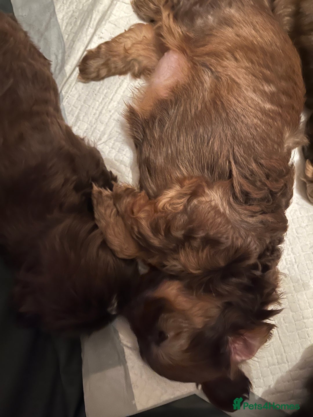 Shih Tzu dogs for sale: Adorable Shih Tzu puppies  - Image 24