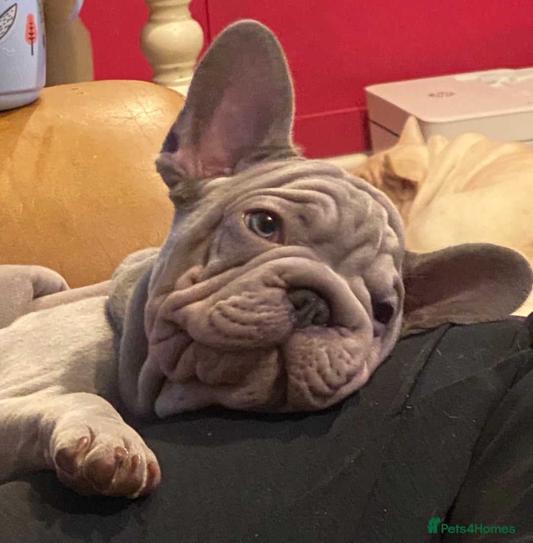 French Bulldog dogs for sale: Male French bulldog puppy  - Advert 1