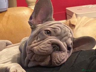 French Bulldog dogs Male French bulldog puppy - Advert 2