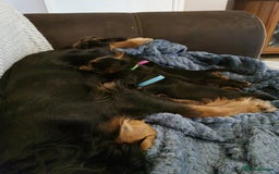 Cocker Spaniel dogs for sale: 🐾 Beautiful Show Cocker Spaniel Puppys - Image 27