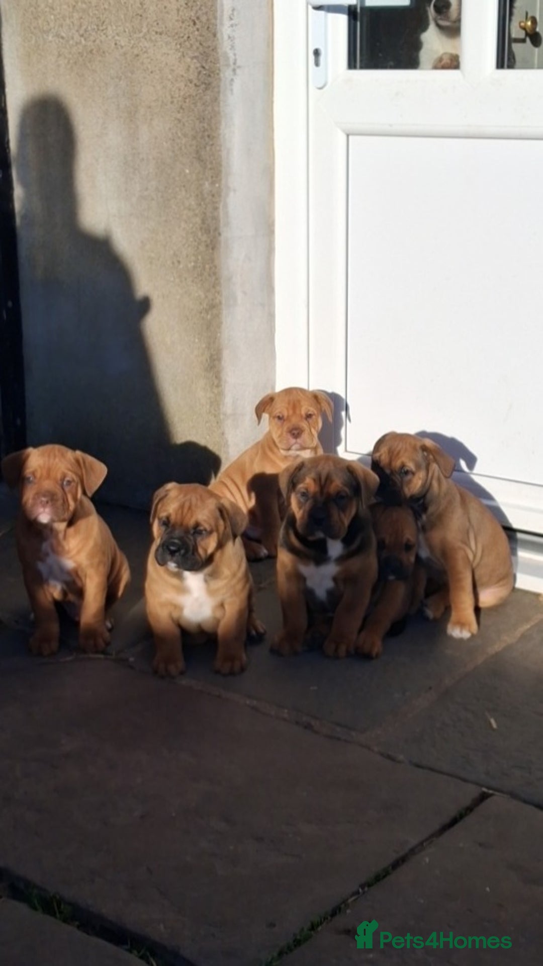 Mixed Breed dogs for sale: Beautiful chunky pups  - Advert 13