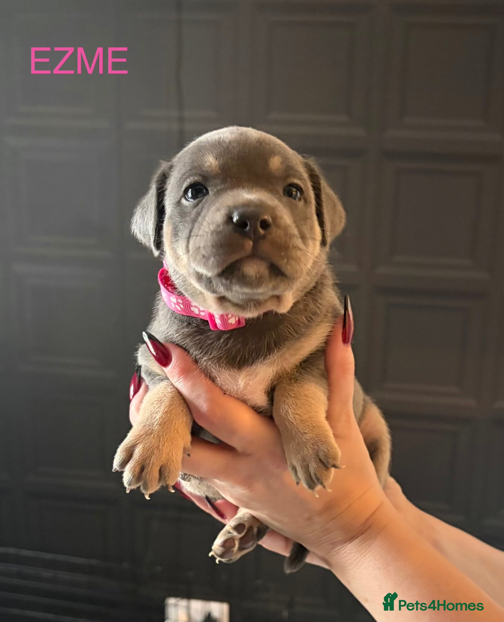 Staffordshire Bull Terrier dogs Blue/Tan Staffordshire Bull Terriers. - Advert 2