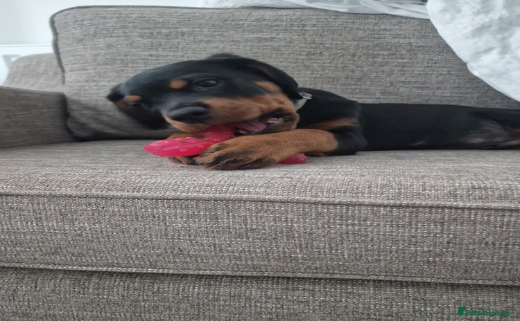 Rottweiler dogs - Advert 11