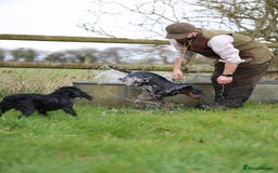 Cocker Spaniel dogs for sale: Champion bred working cocker spaniel - Image 9