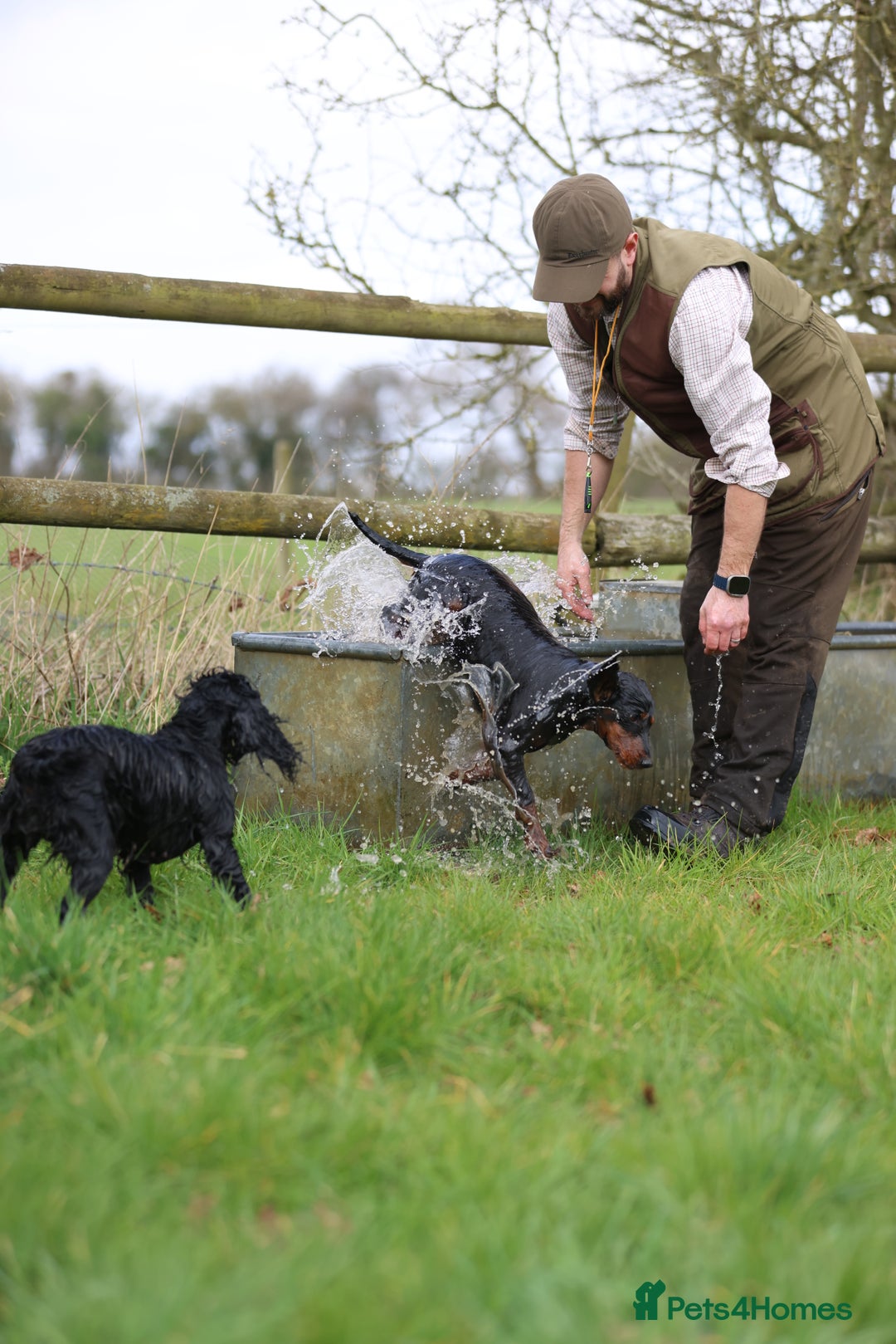 Cocker Spaniel dogs for sale: Champion bred working cocker spaniel - Image 9