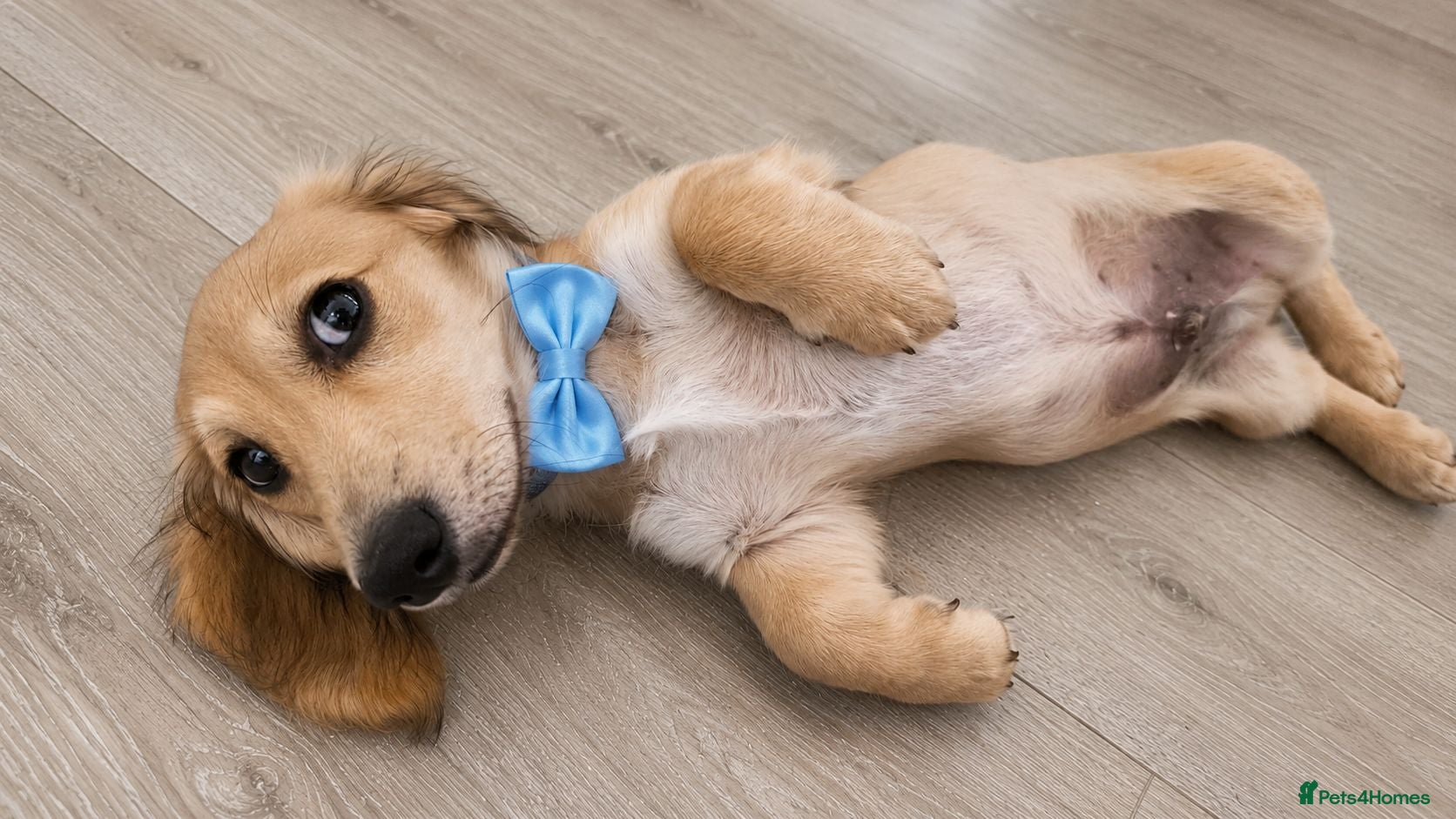 Miniature Dachshund dogs Beautiful longhaired cream mini dachshund - Advert 1