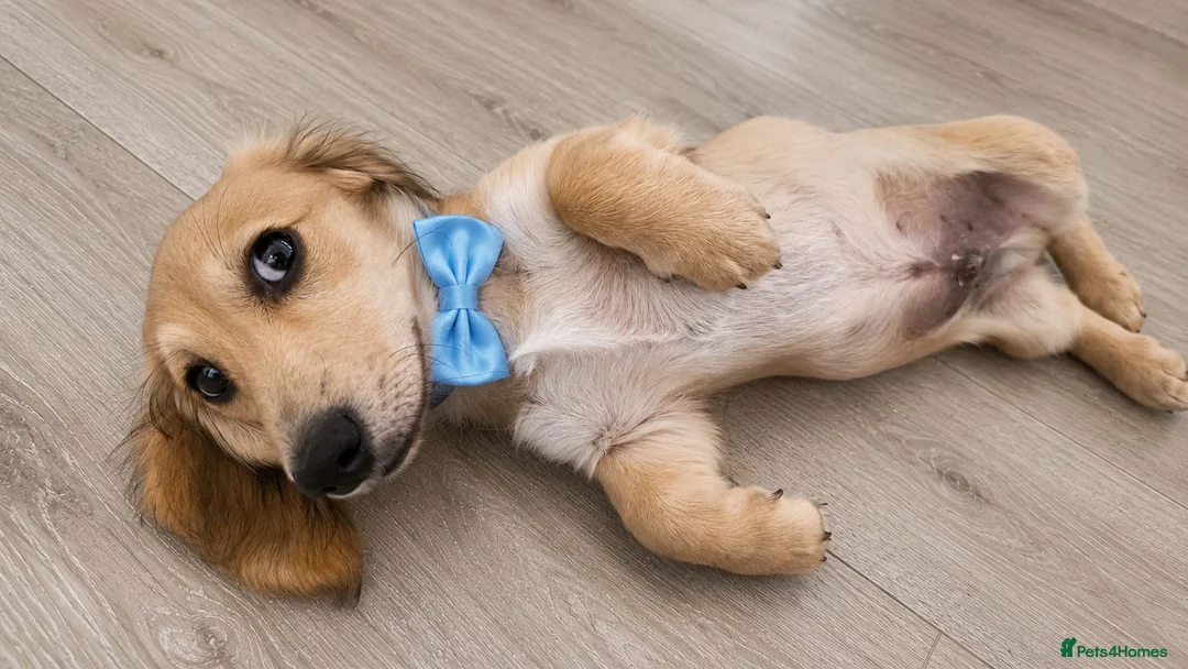 Miniature Dachshund dogs for sale: Beautiful longhaired cream mini dachshund - Advert 1