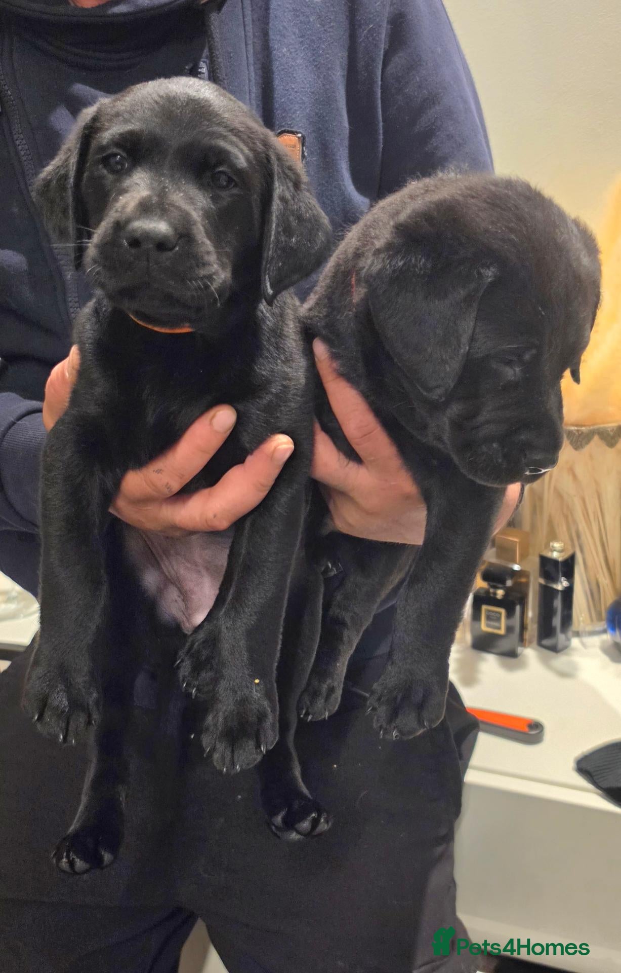 Labrador Retriever dogs Exceptional KC Champion Bloodline Pups - Advert 1