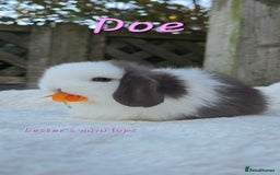 Mini Lop rabbits for sale: Beautiful mini lops girls and boys - Advert 8