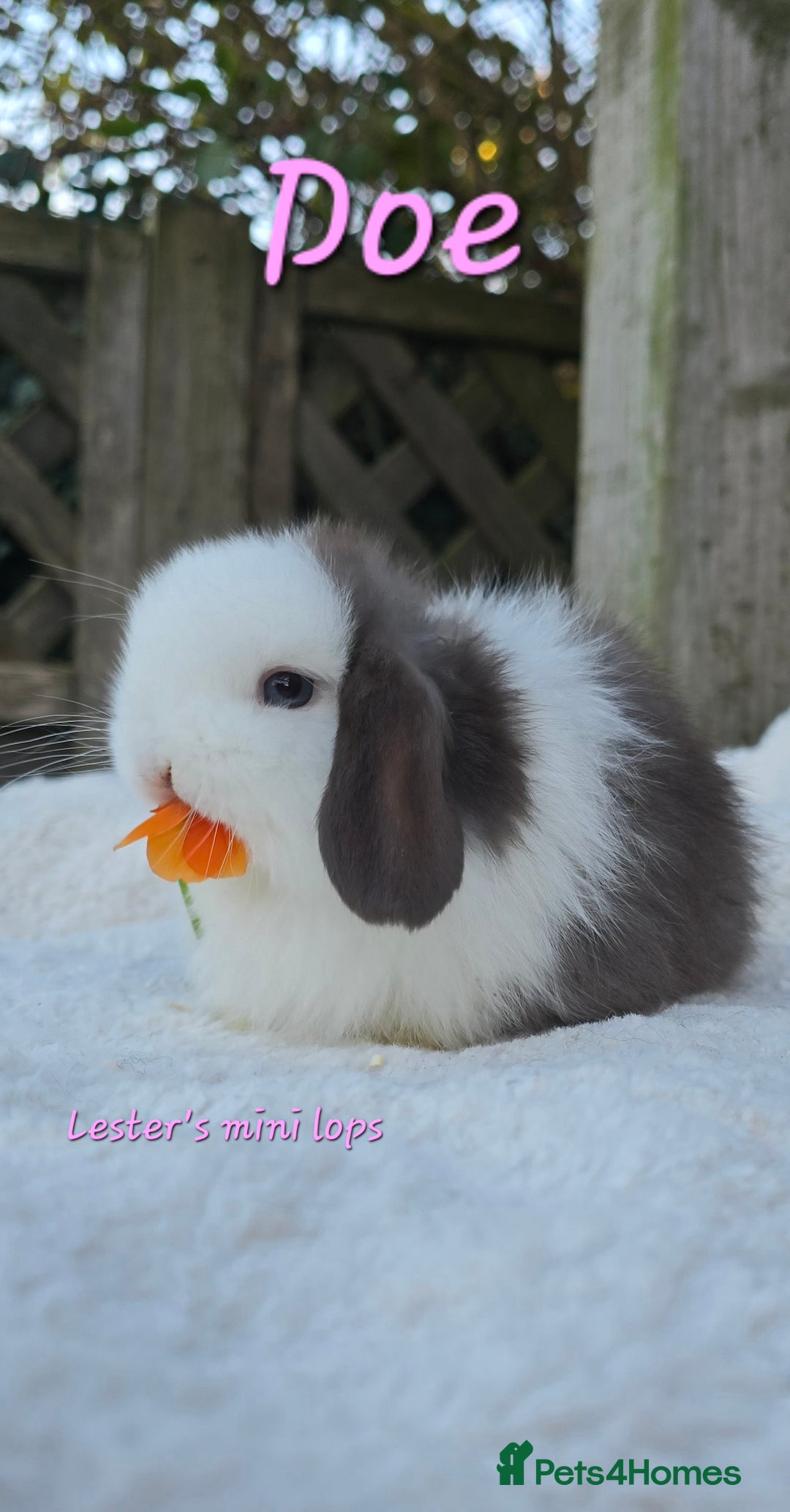 Mini Lop rabbits for sale: Beautiful mini lops girls and boys - Advert 8