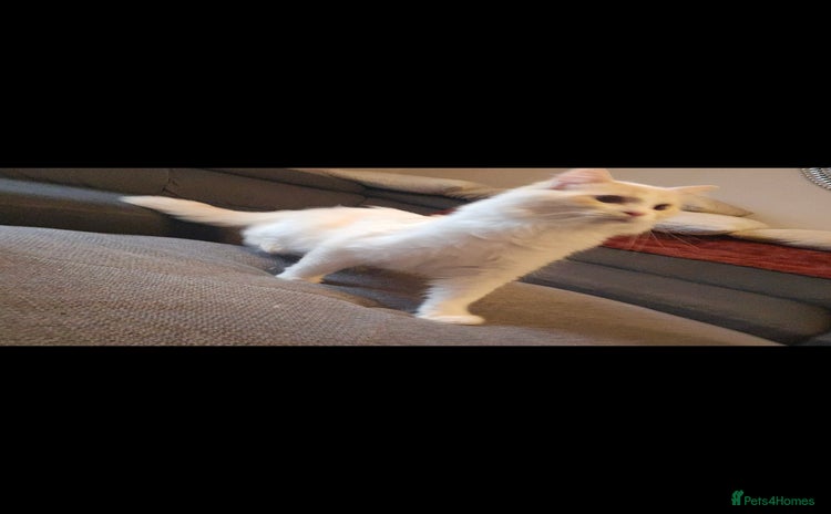 Ragdoll cats - Advert 3
