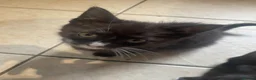 Mixed Breed cats for sale: Two beautiful female kittens in Torpoint - Advert 2