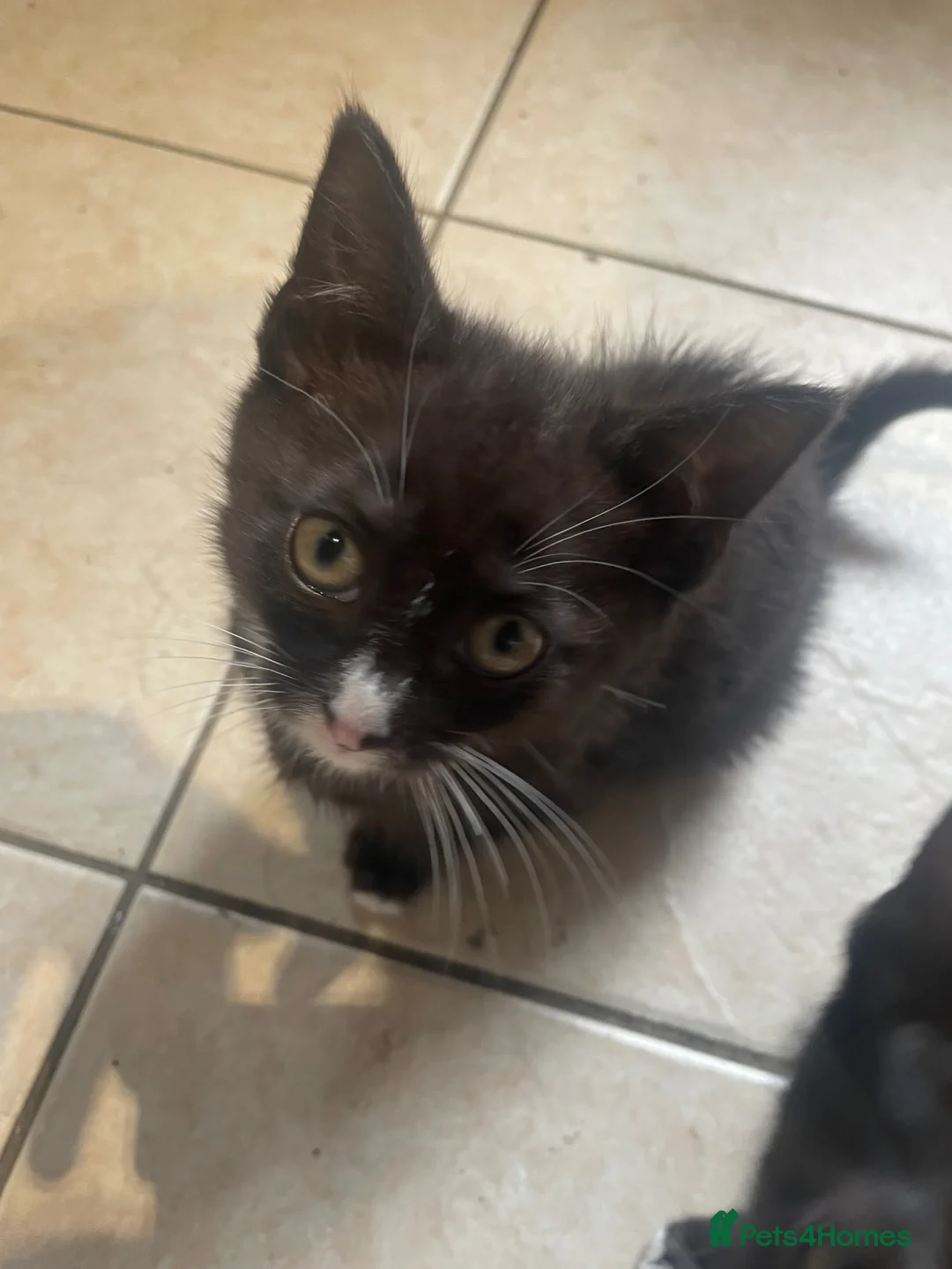 Mixed Breed cats for sale: Two beautiful female kittens in Torpoint - Advert 2