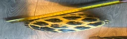 Hermann Tortoise reptiles for sale: Herman’s tortoises  - Advert 4