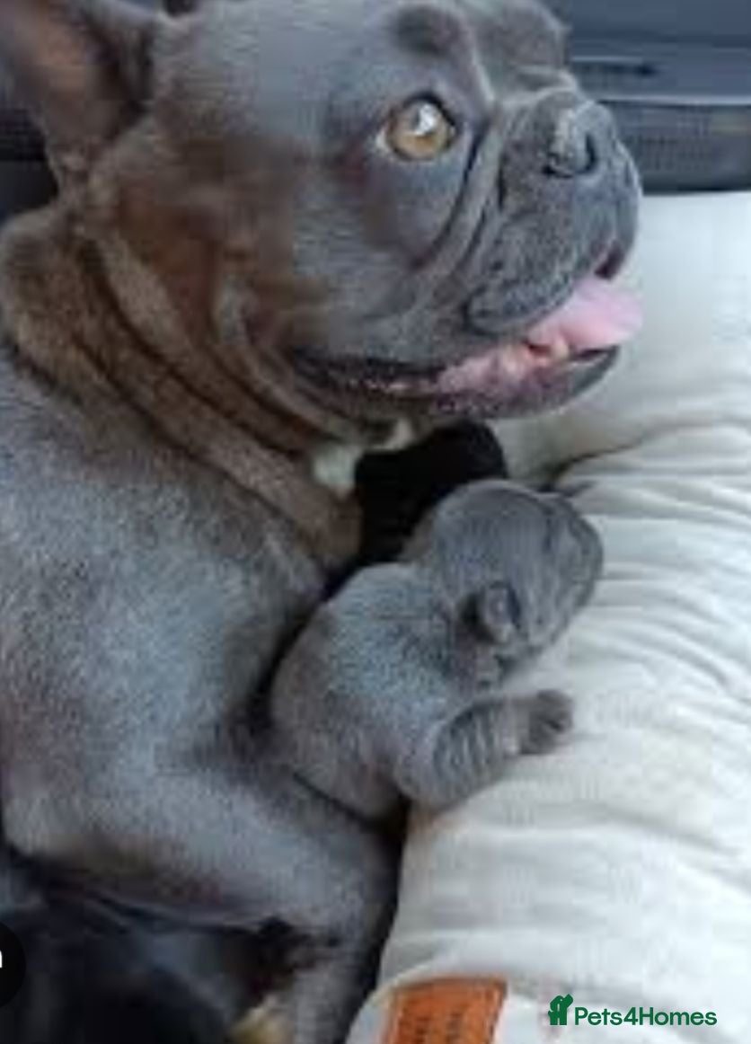 French Bulldog dogs Quality and classic French Bulldog puppies - Advert 1