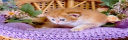 British Longhair cats for sale: Golden British Longhair Kitten - Advert 4