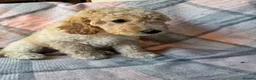Miniature Poodle dogs for sale: Moyen Poodle puppies *READY NOW* - Advert 12