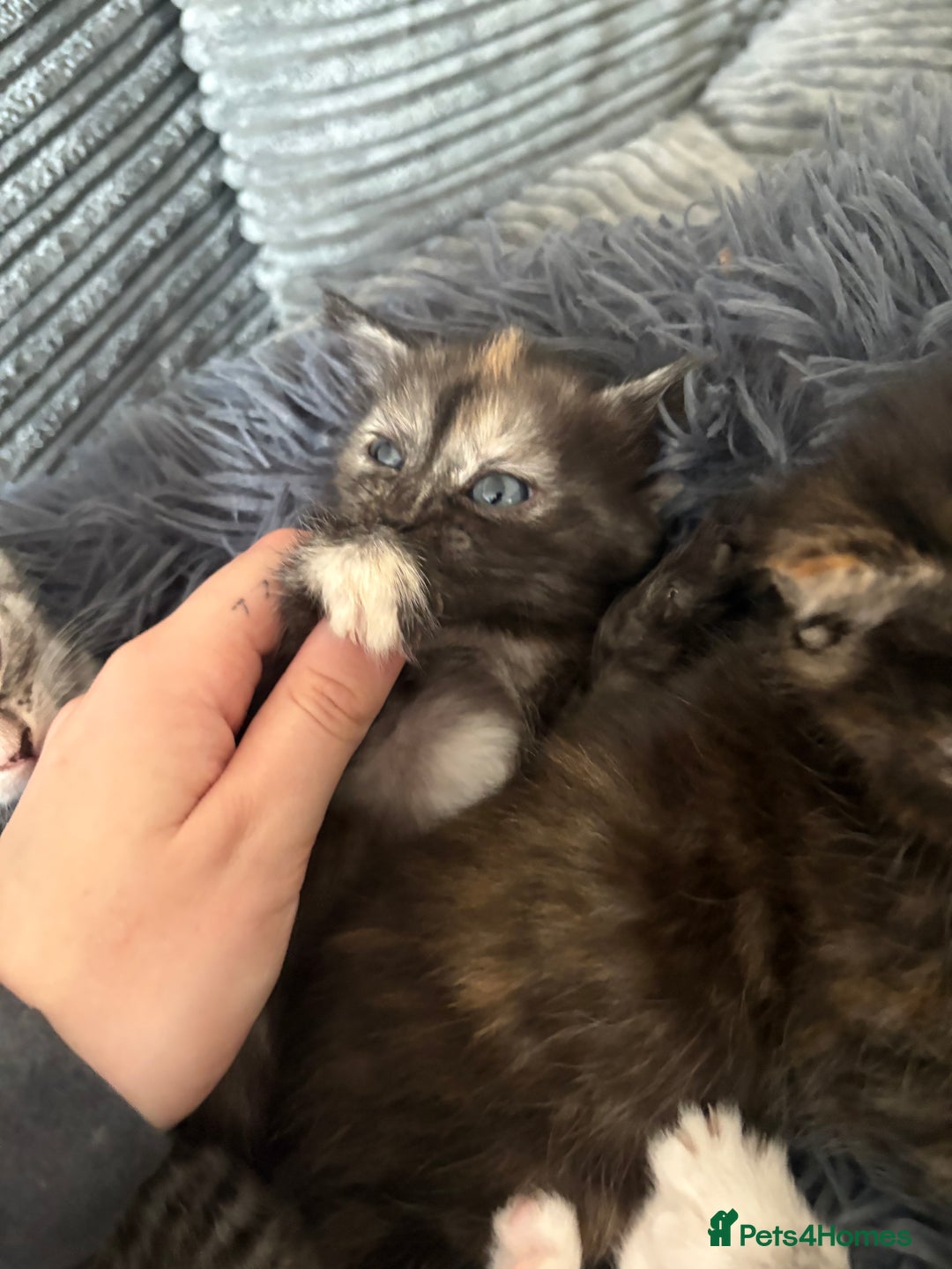 Mixed Breed cats for sale: (NEED HOMES) Beautiful kittens white/ginger - Image 10