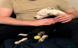 Staffordshire Bull Terrier dogs for sale: Staffordshire Bull Terrier Male Puppy - Image 7