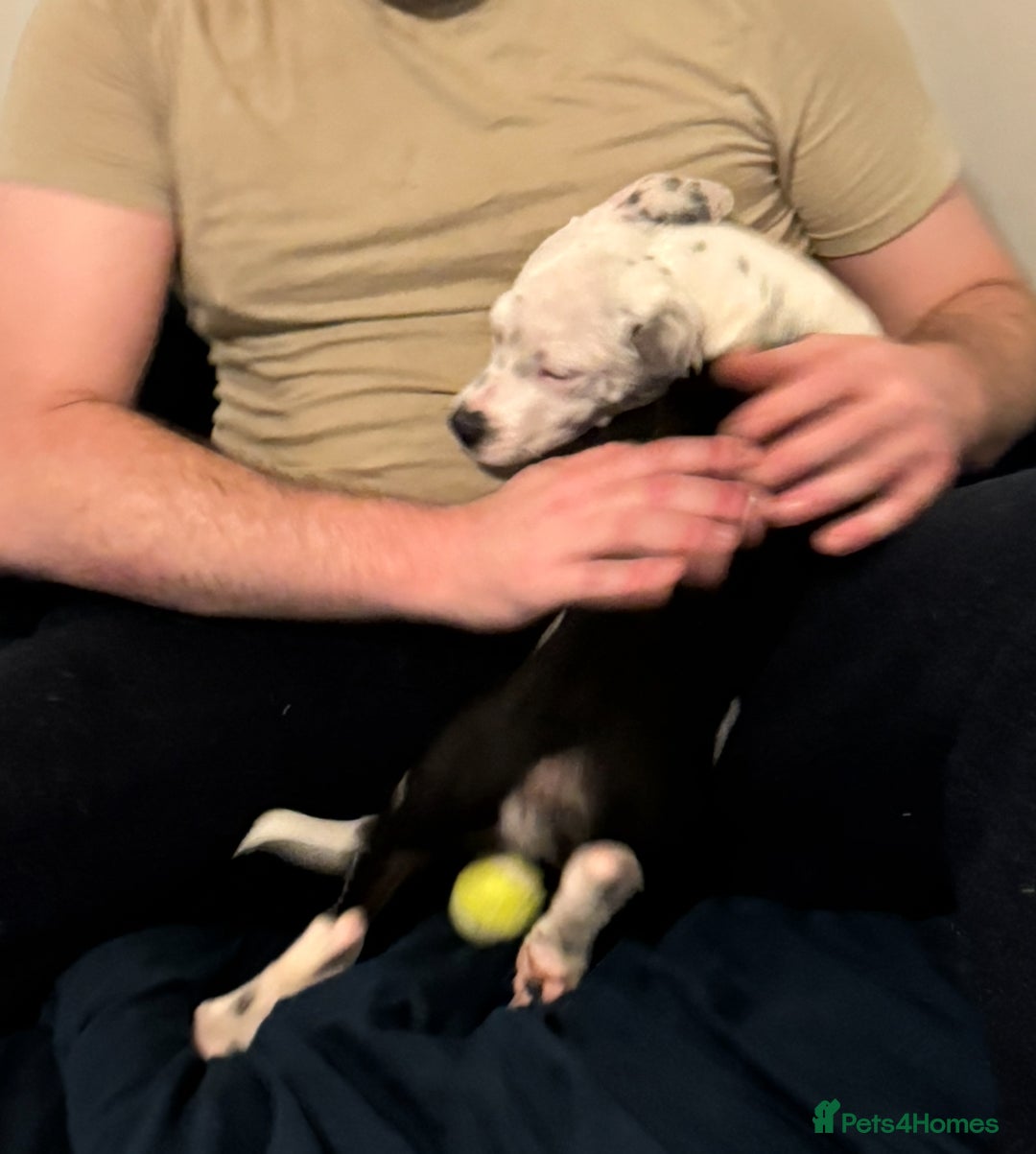 Staffordshire Bull Terrier dogs for sale: Staffordshire Bull Terrier Male Puppy - Image 7