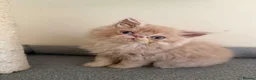 Persian cats for sale: GCCF registered cream Persians 💙 - Advert 24