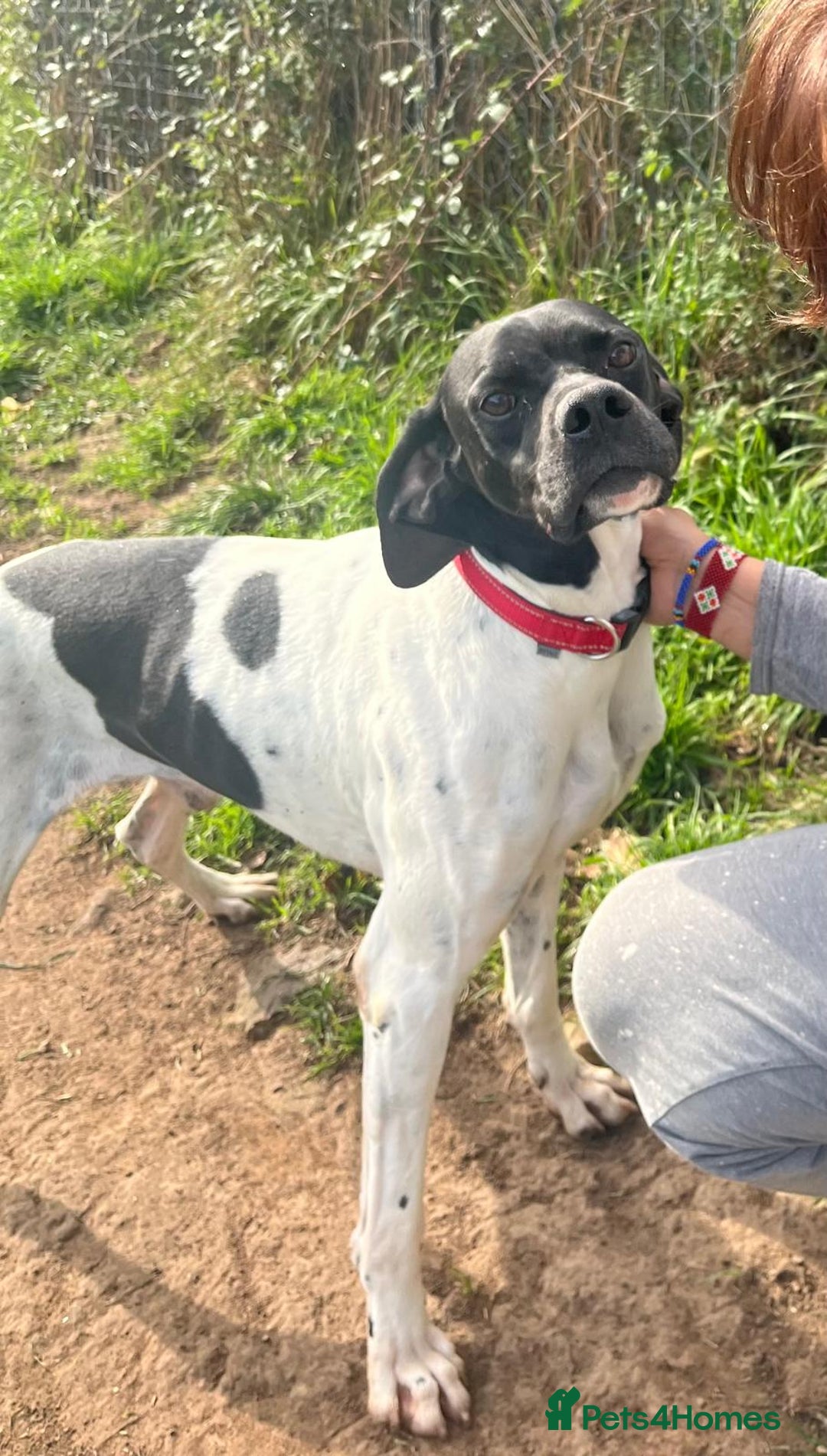 Pointer dogs for adoption: Pointer, Duke  - Advert 3