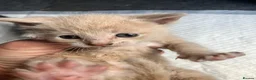 Mixed Breed cats for sale: Gorgeous kittens in Milton Keynes - Advert 10