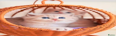 Blue Golden/Spotted British Shorthair 4