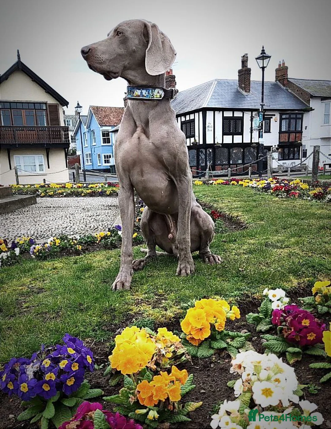 Weimaraner dogs for stud: 🌟Superb🌟Proven🌟Hip Scored🌟KC in Woodbridge - Advert 6