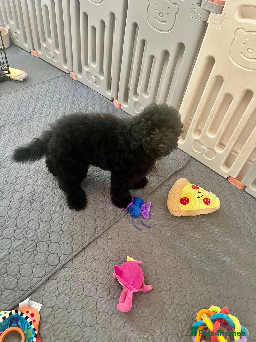 Cavapoo dogs for sale: Merlesque F1b trained puppies - Advert 2