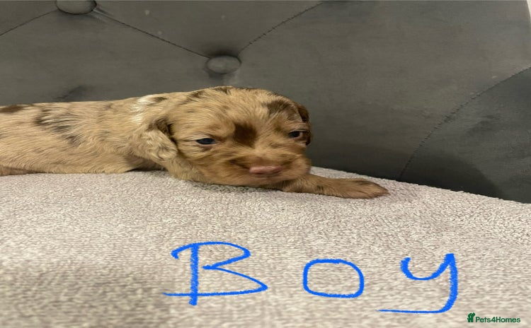 Cocker Spaniel dogs - Advert 6