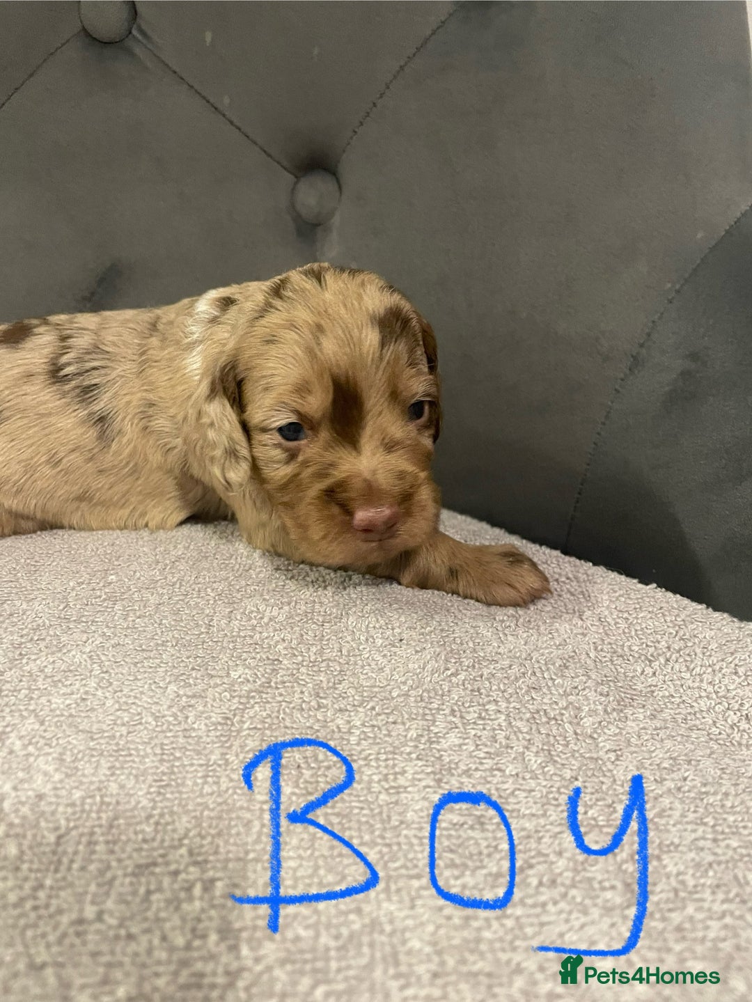 Cocker Spaniel dogs for sale: Working cocker spaniels - Image 1